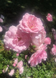 我想我爱你电视剧在线观看